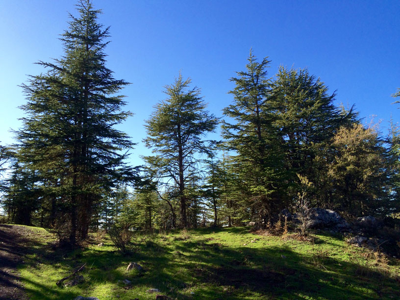 hadaths cedars forest